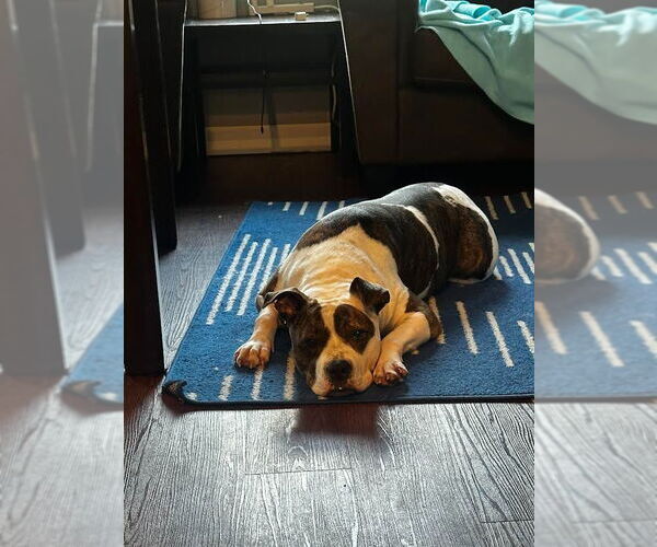 Medium Photo #2 American Pit Bull Terrier Puppy For Sale in Minneapolis, MN, USA