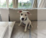 Small #3 Mutt