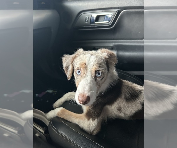 Medium Photo #1 Australian Shepherd Puppy For Sale in LUMBERTON, TX, USA