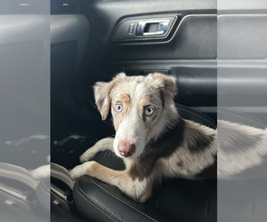 Mother of the Australian Shepherd puppies born on 06/17/2025