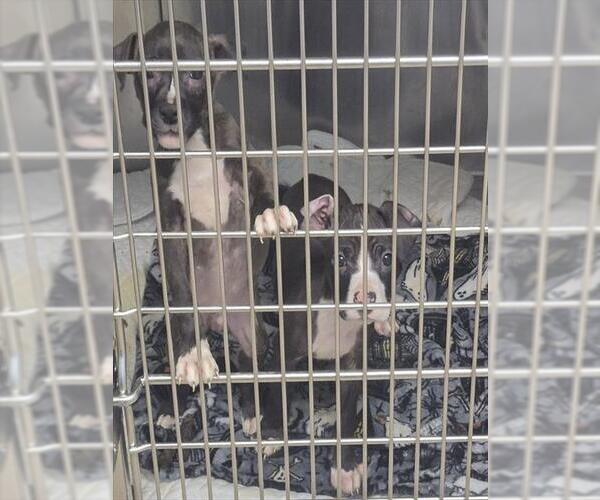 Medium Photo #1 Mutt Puppy For Sale in Decatur, IL, USA