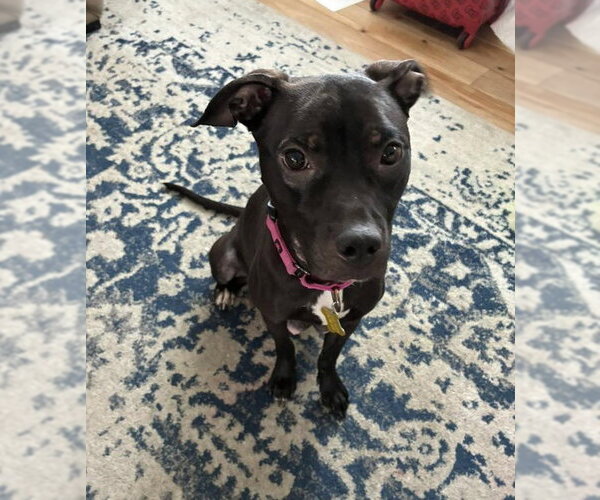 Medium Photo #1 American Pit Bull Terrier-Unknown Mix Puppy For Sale in Sandy, UT, USA