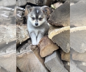 Alaskan Klee Kai-Pomsky Mix Puppy for sale in STAPLES, MN, USA
