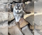 Image preview for Ad Listing. Nickname: Chloe