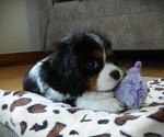 Puppy Tony Cavalier King Charles Spaniel