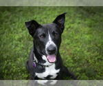 Small #3 Mutt