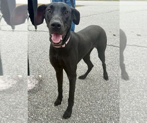 Great Dane Dogs for adoption in Bullard, TX, USA