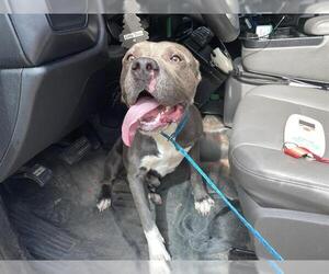 American Pit Bull Terrier Dogs for adoption in Houston, TX, USA