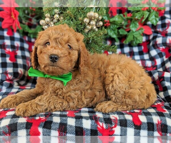 Medium Photo #4 Goldendoodle-Poodle (Miniature) Mix Puppy For Sale in KIRKWOOD, PA, USA
