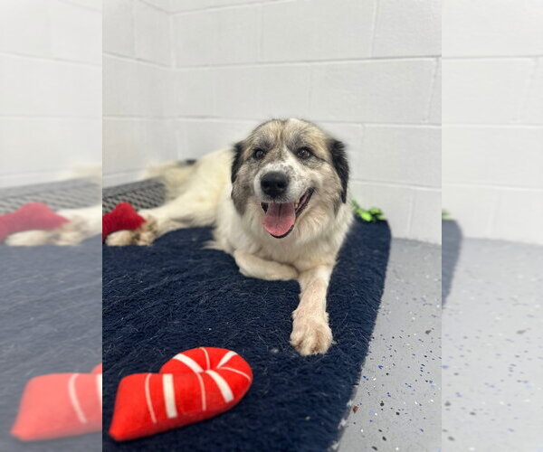 Medium Photo #5 Great Pyrenees-Unknown Mix Puppy For Sale in Pierceton , IN, USA