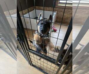 German Shepherd Dog Puppy for sale in LA FAYETTE, NY, USA