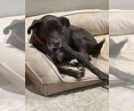 Small #17 Labrador Retriever Mix