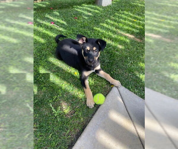 Medium Photo #2 Mutt Puppy For Sale in San Juan Capistrano, CA, USA