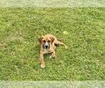 Small American Foxhound Mix
