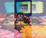 Small #13 Yorkshire Terrier