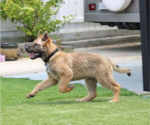 Delta - Male German Shepherd Dog-Unknown Mix Dog for Adoption - Photo #3