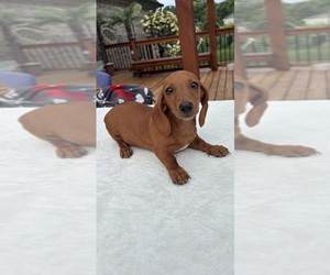 Dachshund Puppy for sale in GREENFIELD, IN, USA