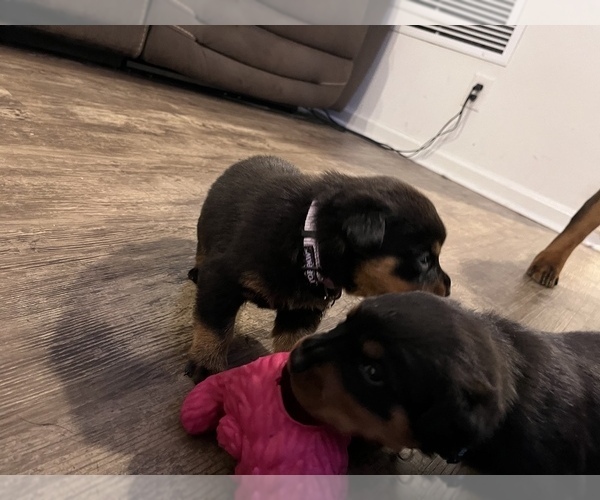 Medium Photo #4 Rottweiler Puppy For Sale in ZEPHYRHILLS, FL, USA