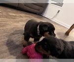 Small Photo #4 Rottweiler Puppy For Sale in ZEPHYRHILLS, FL, USA