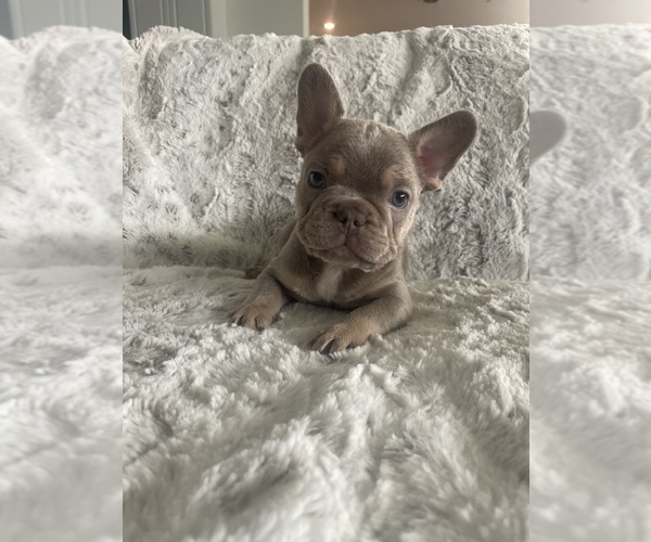Full screen Photo #5 French Bulldog Puppy For Sale in SAN DIEGO, CA, USA