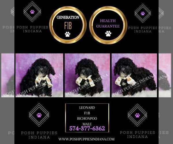 Medium Photo #2 Poodle (Miniature) Puppy For Sale in WARSAW, IN, USA