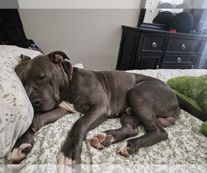 Lou - Male Mutt Dog for Adoption - Photo #5