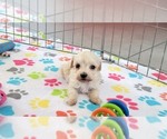 Small #5 Maltese-Poodle (Toy) Mix