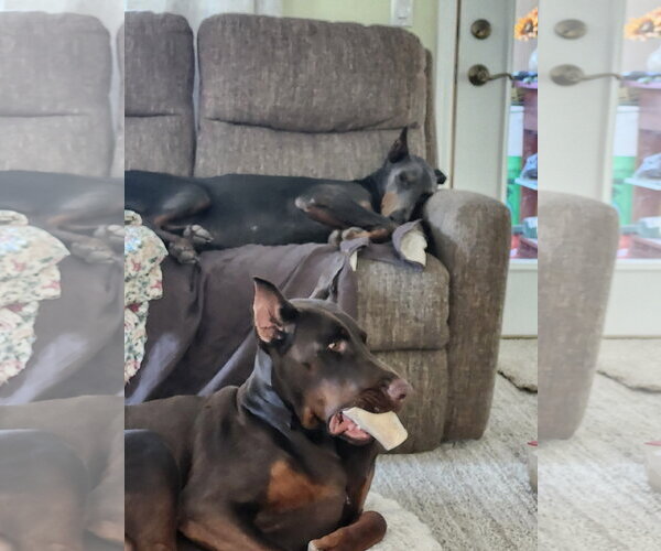 Medium Photo #8 Doberman Pinscher Puppy For Sale in Buffalo, MN, USA