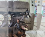 Small #7 Doberman Pinscher