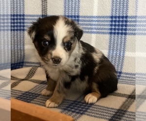 Miniature Australian Shepherd Puppy for sale in FORT MORGAN, CO, USA