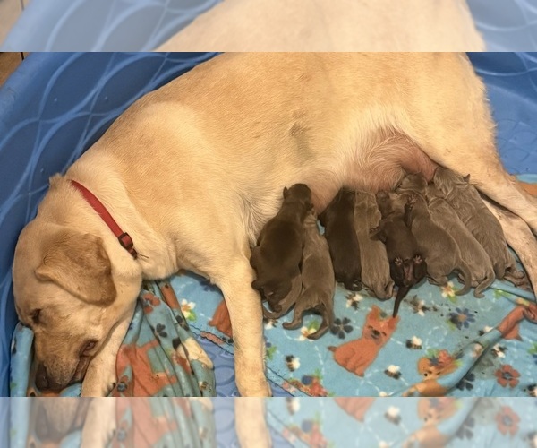 Medium Photo #1 Labrador Retriever Puppy For Sale in OSYKA, MS, USA