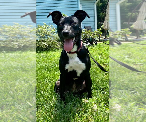 Medium Photo #12 American Pit Bull Terrier-Labrador Retriever Mix Puppy For Sale in Wenonah, NJ, USA