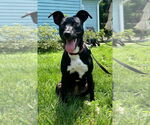 Small #11 American Pit Bull Terrier-Labrador Retriever Mix