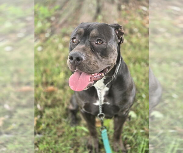 Medium Photo #3 American Staffordshire Terrier-Unknown Mix Puppy For Sale in Bardstown, KY, USA