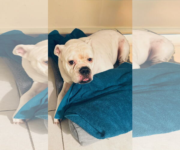 Medium Photo #3 American Bulldog Puppy For Sale in Davie, FL, USA