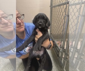 Labradoodle Dogs for adoption in SHERBURNE, NY, USA