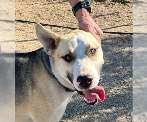 Medium Photo #5 German Shepherd Dog-Huskies  Mix Puppy For Sale in Lancaster, CA, USA
