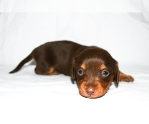 Dachshund Puppy for sale in HAMPSTEAD, NC, USA
