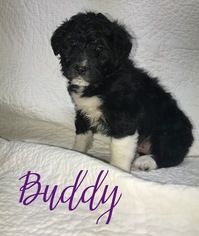 Bordoodle Puppy for sale in CRESTON, OH, USA