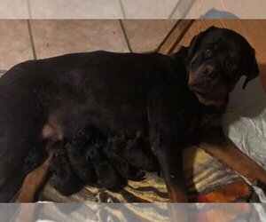 Mother of the Rottweiler puppies born on 07/30/2019