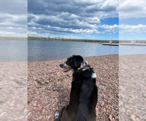 Medium Photo #7 Border Collie-Unknown Mix Puppy For Sale in Crystal, MN, USA