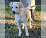 Small #1 Labrador Retriever Mix