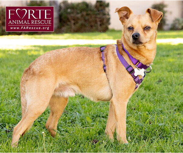 Medium Photo #6 Chihuahua-Unknown Mix Puppy For Sale in Marina del Rey, CA, USA