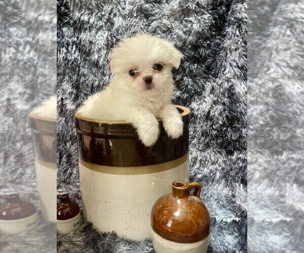 Medium Photo #6 Malchi Puppy For Sale in BELTON, MO, USA