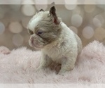 Small #10 French Bulldog