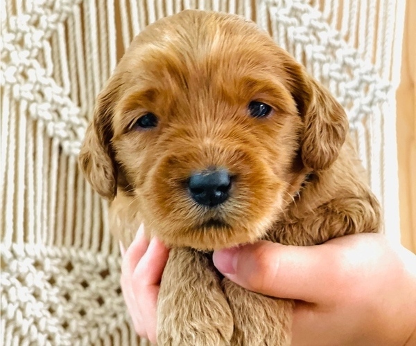 Medium Photo #1 Australian Labradoodle Puppy For Sale in PORT ORCHARD, WA, USA