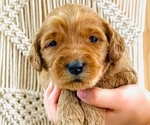 Small Photo #1 Australian Labradoodle Puppy For Sale in PORT ORCHARD, WA, USA
