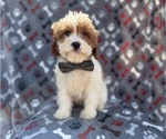 Small #2 Cavapoo (Miniature)