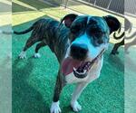 Small #1 American Staffordshire Terrier Mix