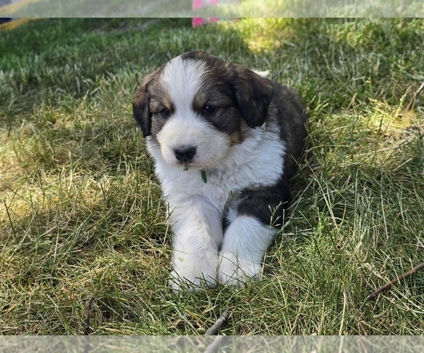 Medium Photo #10 Great Bernese Puppy For Sale in ELGIN, OR, USA